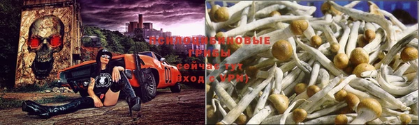 шишки Мегион